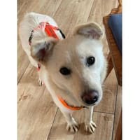 Yona - wartet in 28790 Schwanewede, Hündin zur Adoption