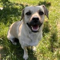 Wer verliebt sich in den süßen Simba?, Hund zur Adoption