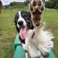 Boey sucht erfahrene, aktive Menschen, Hund zur Adoption