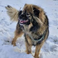 Bucky - ein liebenswerter Bub, Hund zur Adoption