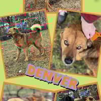 super lieber Denver auf PS in 80999, Hund zur Adoption