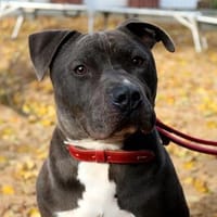 Coba leidet im Tierheim, Hund zur Adoption