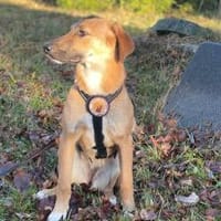 Lolly wartet schon auf dich, Hündin zur Adoption