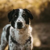 Liguria wartet in ihrer Pflegestelle, Hündin zur Adoption