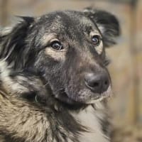 Skip 💖  Ein junger Hund auf der Suche, Hund zur Adoption