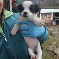 Mili  ein kleiner Welpe mit einem schwe, Hündin zur Adoption