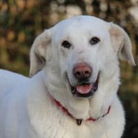 Niebla  wenn Sanftmut riesengroß ist, Hündin zur Adoption