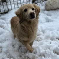 Milo - geb. 4/2023 - ca. 36 cm, Hund zur Adoption