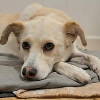 Snowy - Charakter trifft Schönheit, Hündin zur Adoption