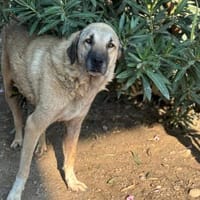 Aman (Fikret) wartet schon lange, Hund zur Adoption