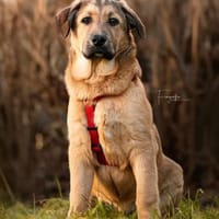 Ringo sanfter Riese 4-5 mon., Hund zur Adoption