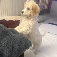 Daysi ein sehr liebes Mädchen, Hündin zur Adoption