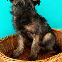 Cleo 5 mon. Momentan 35 cm, Hündin zur Adoption