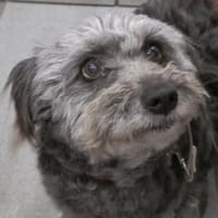 Ana sucht Ihre Menschen!, Hündin zur Adoption