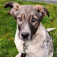 Rudy, Hündin zur Adoption