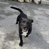 COCO - SUCHT ZUHAUSE, Hund zur Adoption