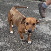 RICSI SUCHT ZUHAUSE, Hund zur Adoption