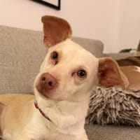 Newton, geb. ca. 01/2025, 48201 Telgte, Hund zur Adoption