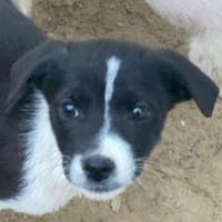 Drakon, geb. 10/25, 60385 Frankfurt a.M., Hund zur Adoption