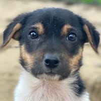 Caien, geb. ca. 10/2025, 49176 Hilter, Hund zur Adoption