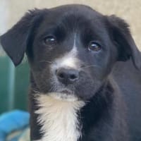 Peach, geb. ca. 10/2025, 44801 Bochum, Hündin zur Adoption