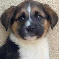 Boreas, geb. 10/2025, 69151 Neckargemünd, Hund zur Adoption