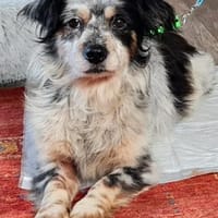 Riley ist sehr menschenbezogen, Hund zur Adoption