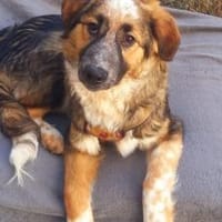 Schenkst du Audrey dein Herz?, Hündin zur Adoption