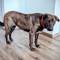 Freundliche Dotti sucht dich, Hündin zur Adoption