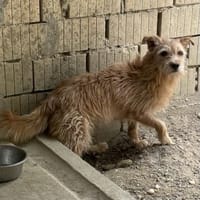 TEO-SUCHT EIN RUHIGES ZUHAUSE, Hund zur Adoption