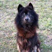 Ruby CAA14727, chienne à adopter