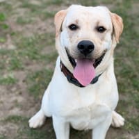 Andy CAA14741, chien à adopter