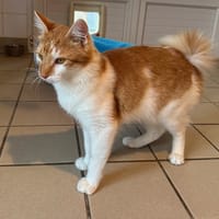 MANX, chat à adopter