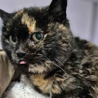 Elise, chatte à adopter