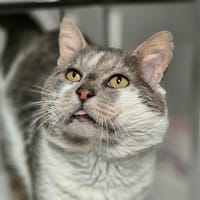 BENEDICT, chat à adopter