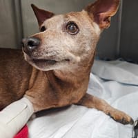 GUXIO, chien à adopter