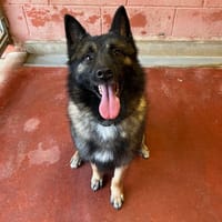 scrappy paa24091, chien à adopter