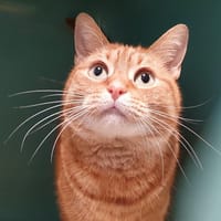 OLGA CHA, chatte à adopter