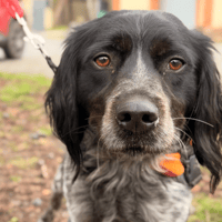 VOLT, chien à adopter