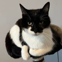 NOUMEA, chatte à adopter