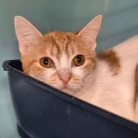 JOY, chatte à adopter