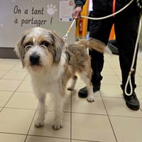 Nao, chien à adopter