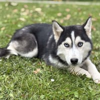 Ayumi CAA14737, chienne à adopter