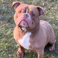 Choco CAA14728, chien à adopter