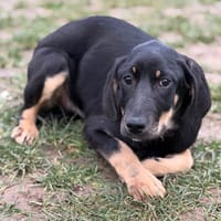 Becky CAA14732, chienne à adopter