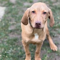 Muna CAA14731, chienne à adopter