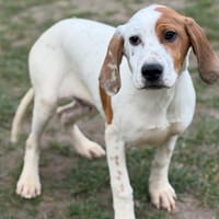 Lascar CAA14730, chien à adopter