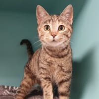CHIPIE CHA, chatte à adopter