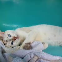 MAGMA, chatte à adopter