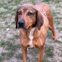 Gwenn CAA14736, chienne à adopter